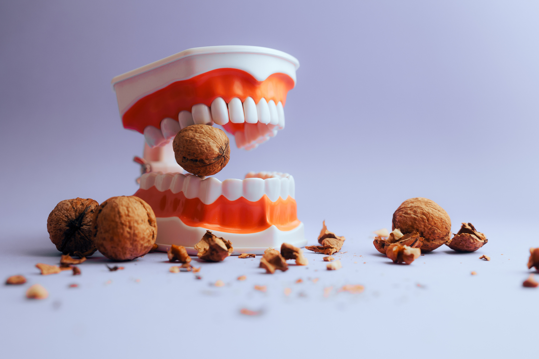 Denture Medical Model Biting Into Hard Walnut Cracking The Shells